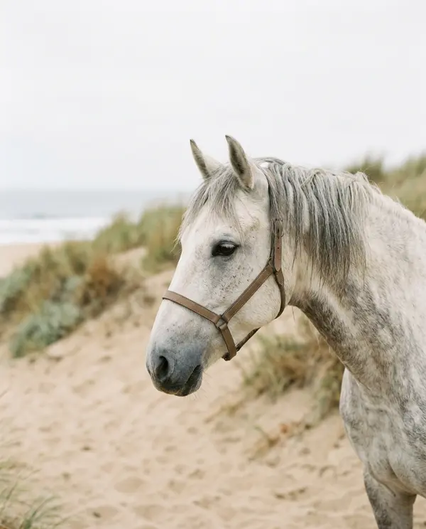 Mây, a white-grey mare